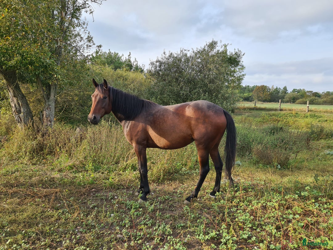 Trav hästar till salu: För trav/monte eller avel eller ridhäst i Havdhem - Annons 3