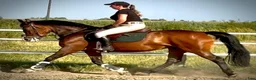 Allround hästar till salu: Mila – 10-Year-Old Beautiful Versatile Family Mare - Annons 18