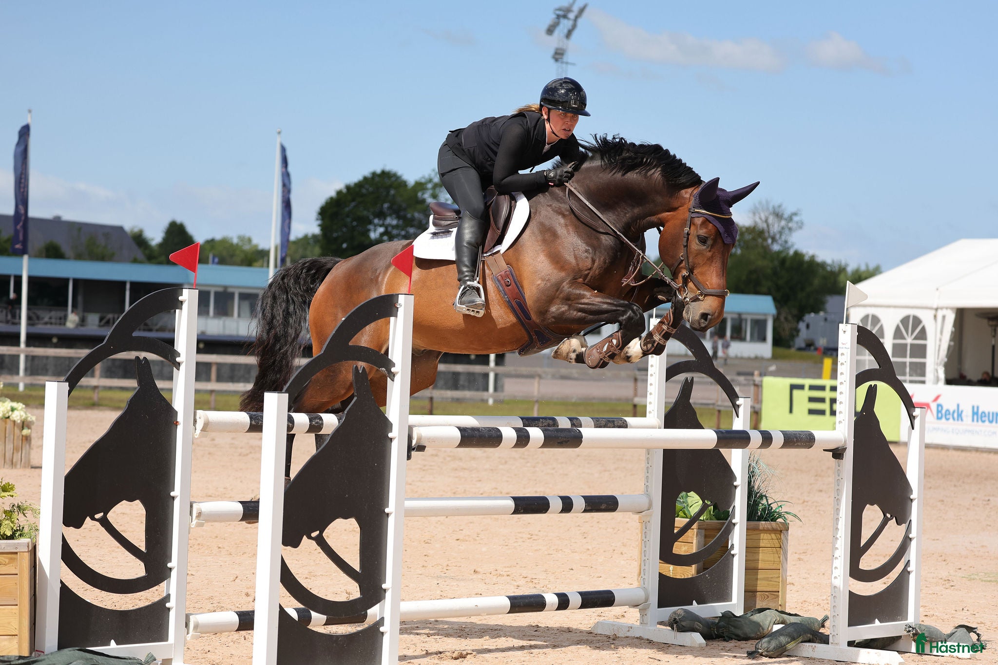  hästar Fantastik tävlingskompis i Forsheda - Annons 18