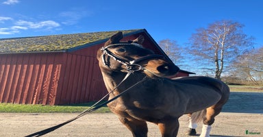  hästar Värdens snällaste mysigaste häst i Skara - Annons 16