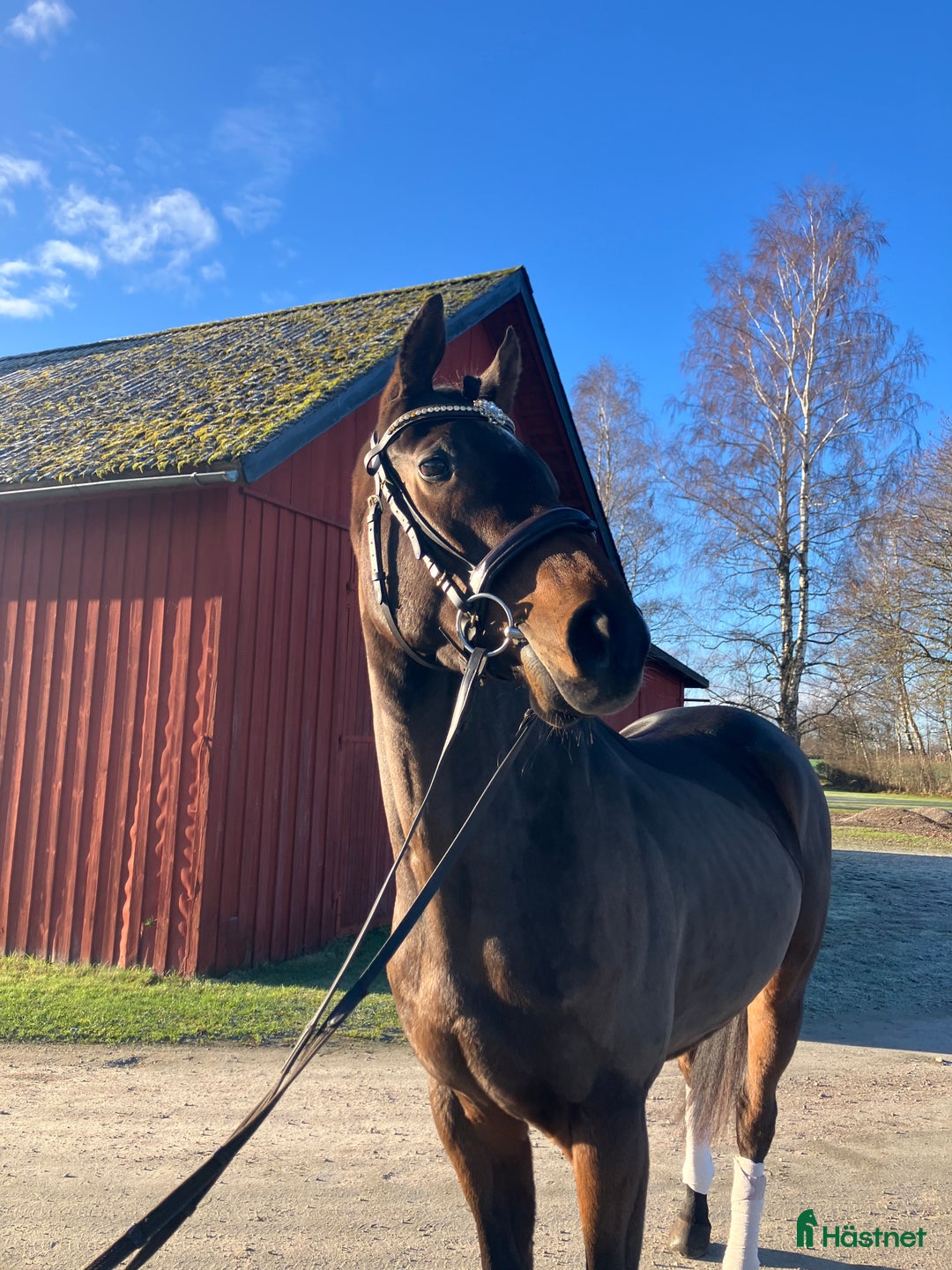 Allround hästar till salu: Värdens snällaste mysigaste häst i Skara - Annons 3