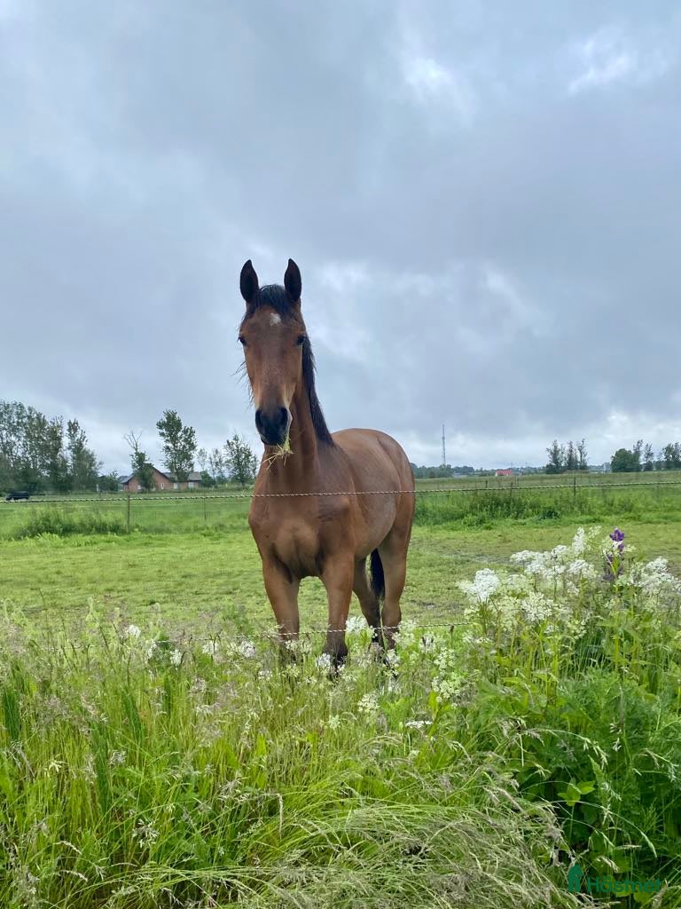 stallplats Boxplats ledig mellan Löddeköpinge och Hofterup - Annons 8