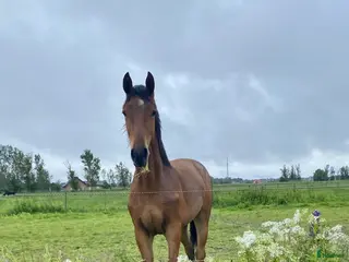 stallplats Boxplats ledig mellan Löddeköpinge och Hofterup - Annons 8