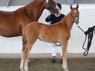 hästar i Väse - Annons 22