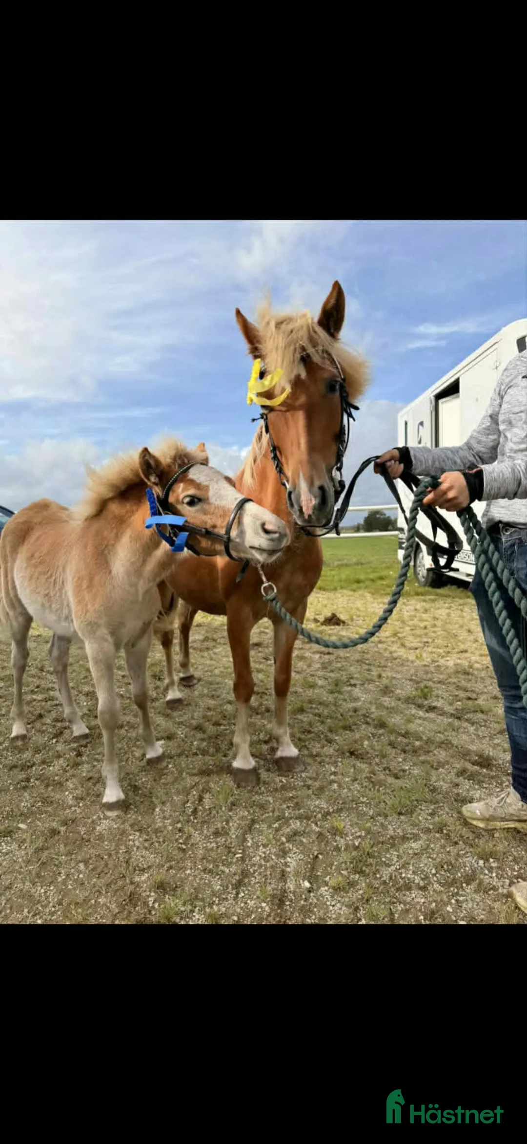Allround hästar till salu: Trevlig åring redo för nytt hem - Annons 2