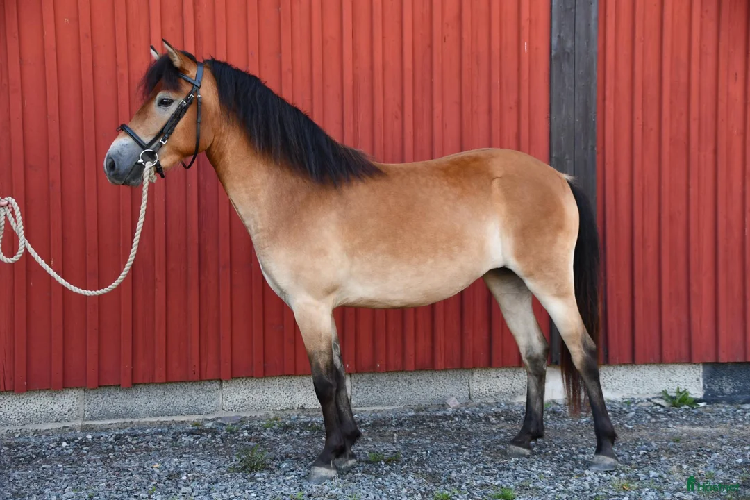 Allround hästar till salu: Diplomsto  - Annons 2