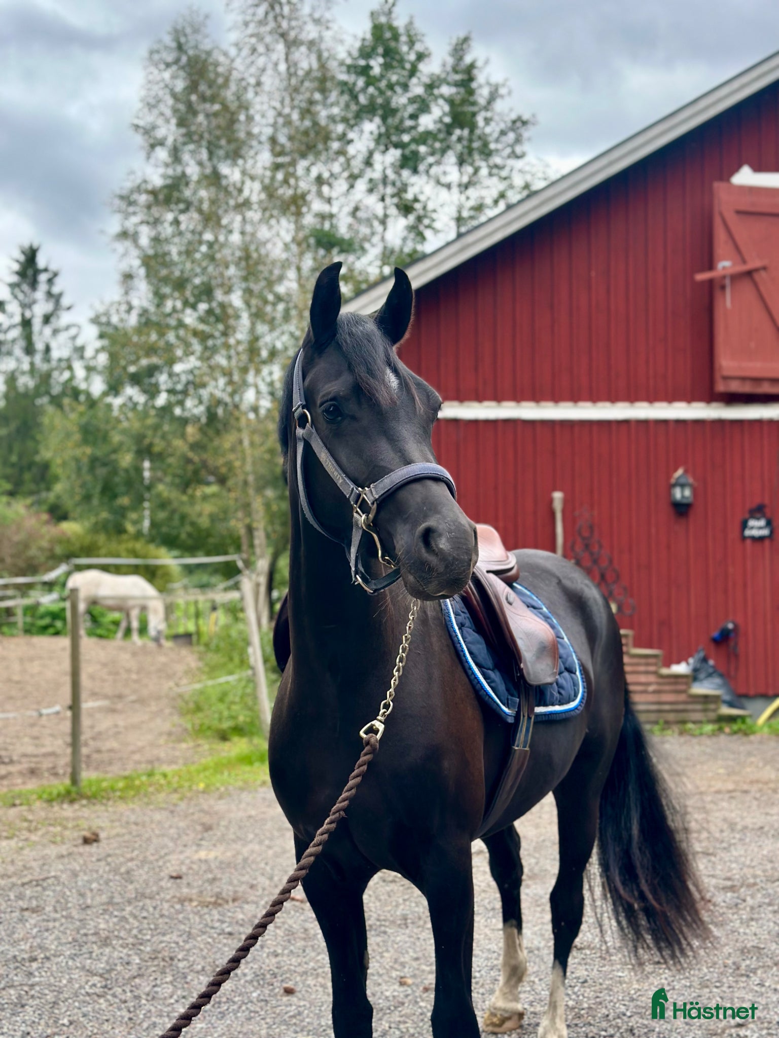  hästar     Lovande D-ponnysto - Annons 17
