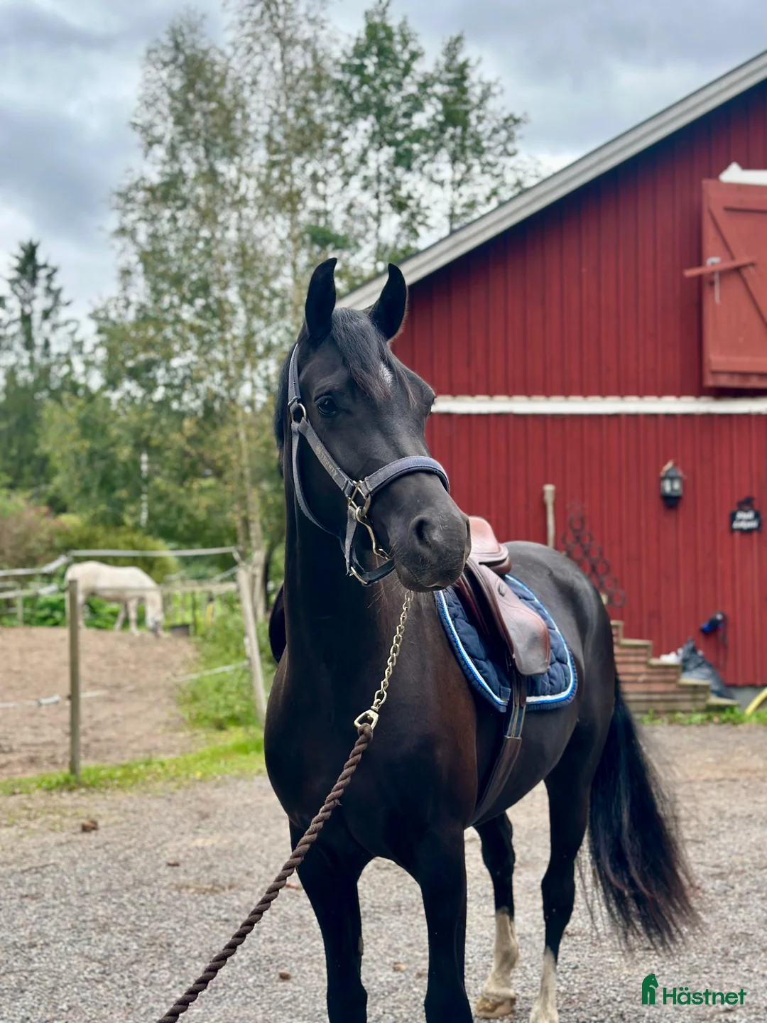 Dressyr hästar till salu:     Lovande D-ponnysto - Annons 1