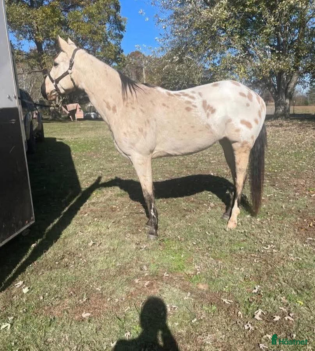 Galopp hästar till salu: Super ride i Köpenhamn - Annons 2