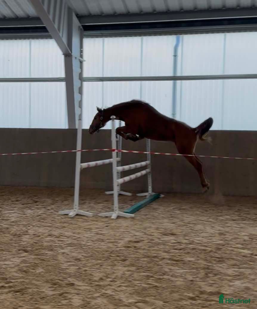  hästar Arezzo VDL - Indoctro - Mr Blue - Annons 1