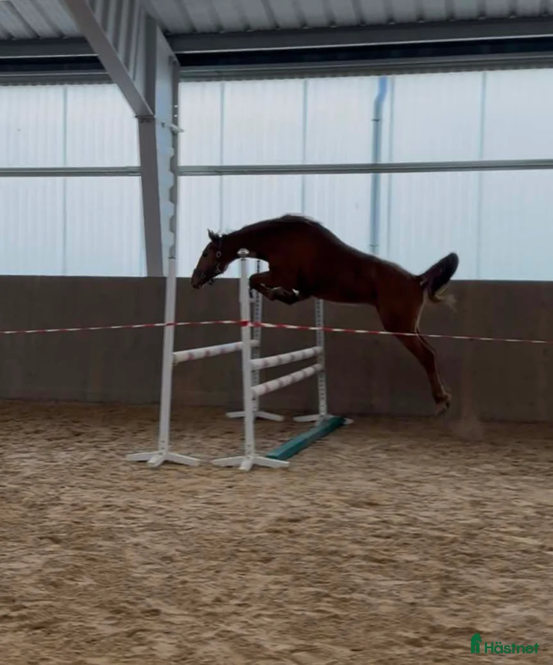 Hoppning hästar till salu: Arezzo VDL - Indoctro - Mr Blue i Östra Ämtervik - Annons 1