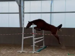 hästar Arezzo VDL - Indoctro - Mr Blue - Annons 8