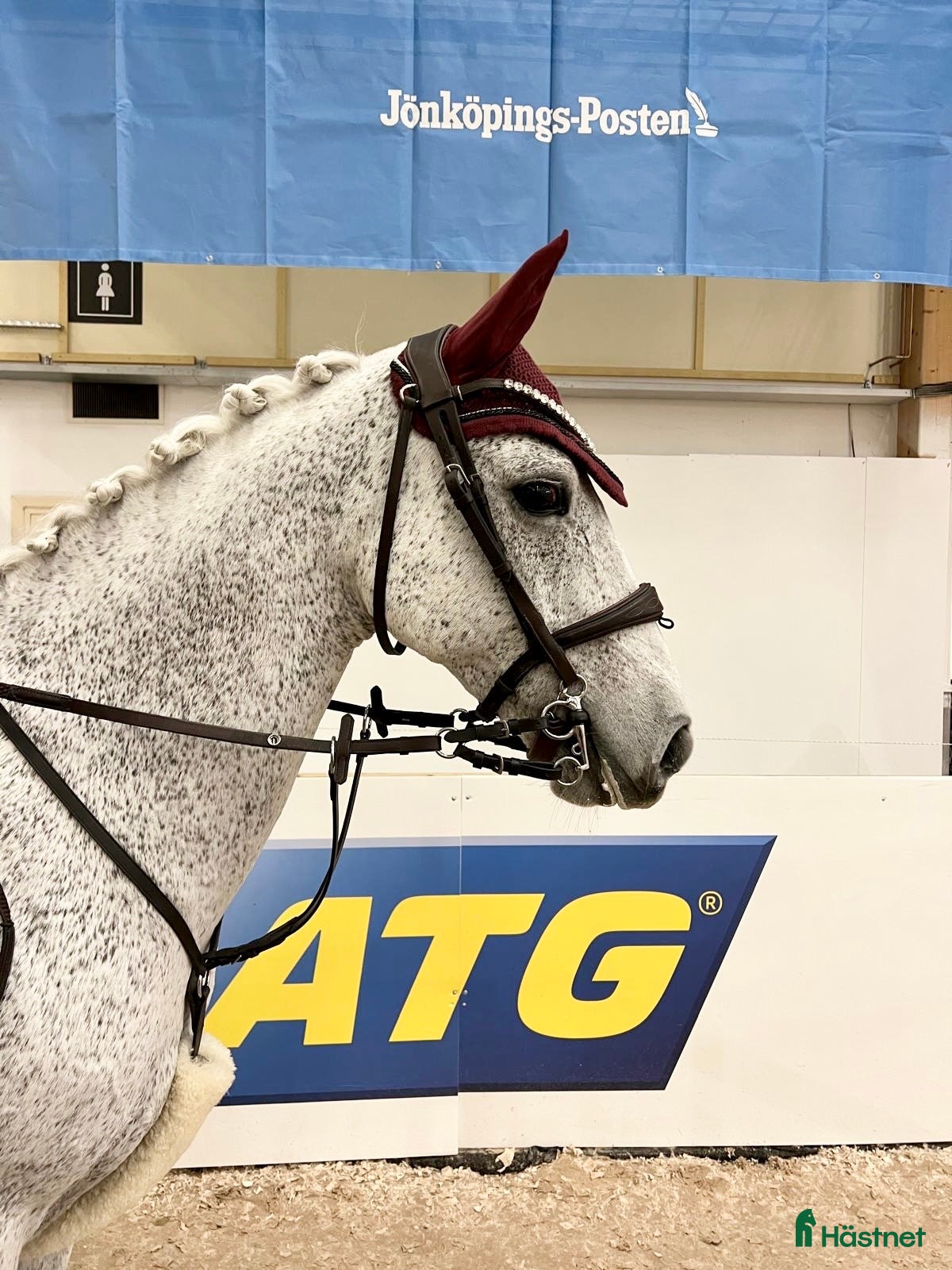 Hoppning hästar till salu: Magisk läromästare  i Upplands Väsby - Annons 1