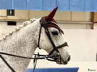 hästar Magisk läromästare i Upplands Väsby - Annons 13