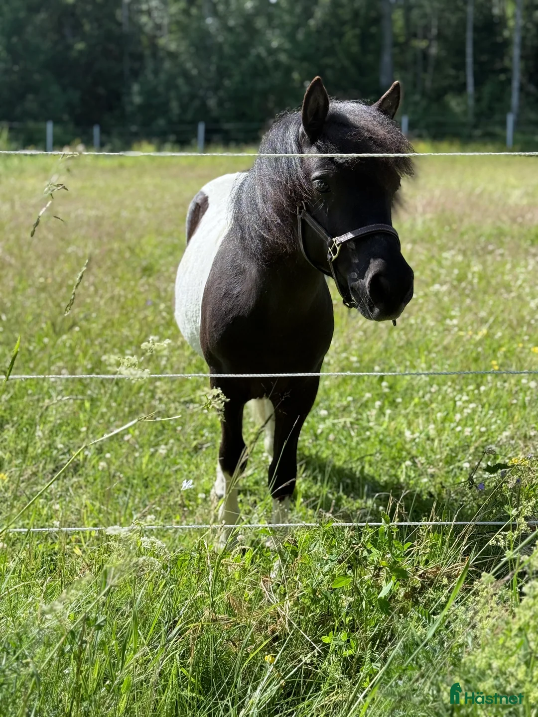 Allround hästar till salu: Trevlig shettisvalack - Annons 4