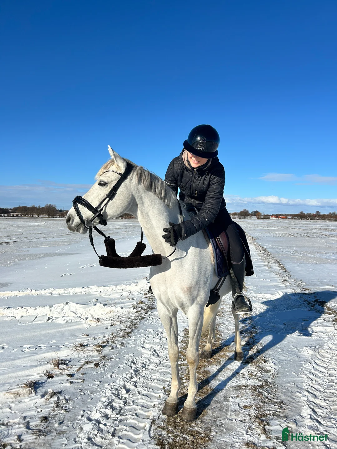 Dressyr hästar till salu: Dubbeltalang med utstrålning - Annons 11