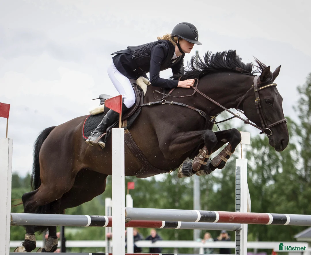 Allround hästar till salu: Lyxig hobbyhäst med ett hjärta av guld i Bonässund - Annons 2