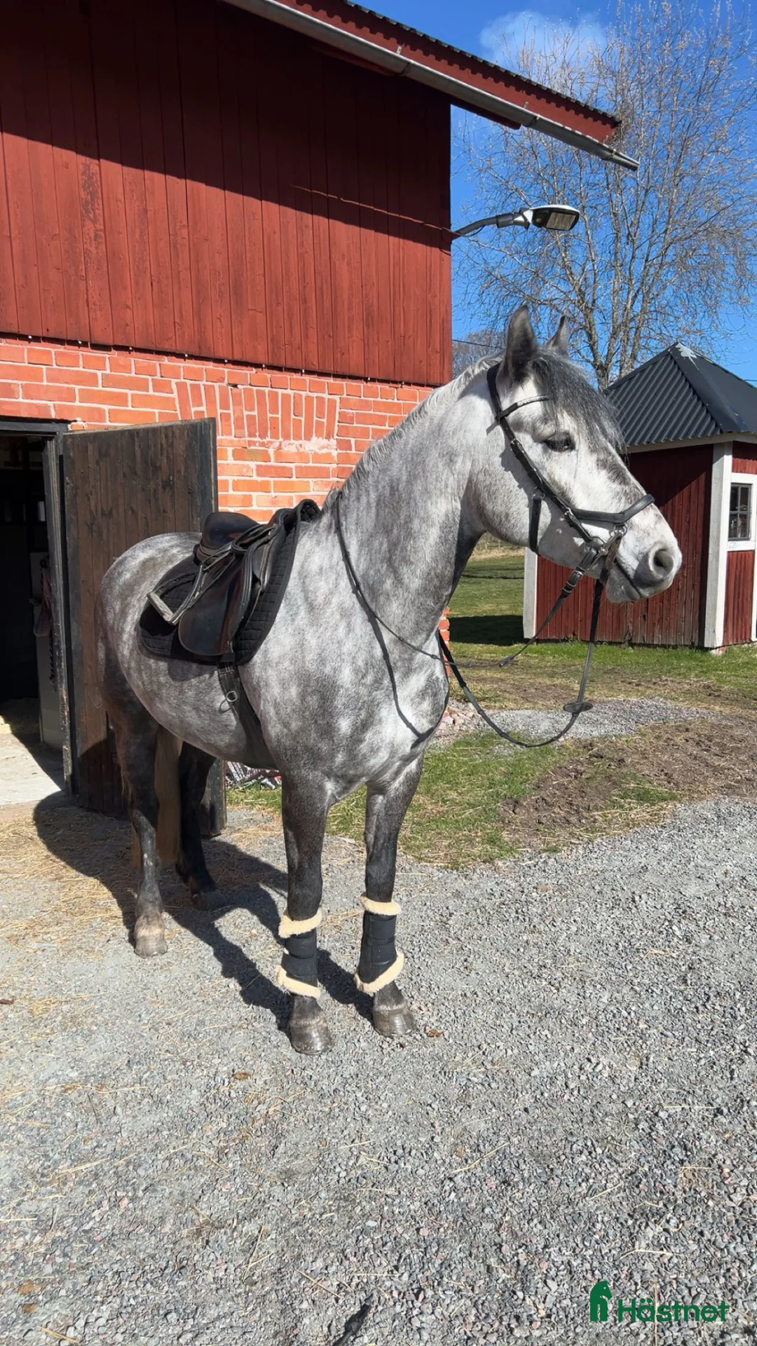 Hoppning hästar till salu: Dröm ponny för framtiden  i Harbo - Annons 2