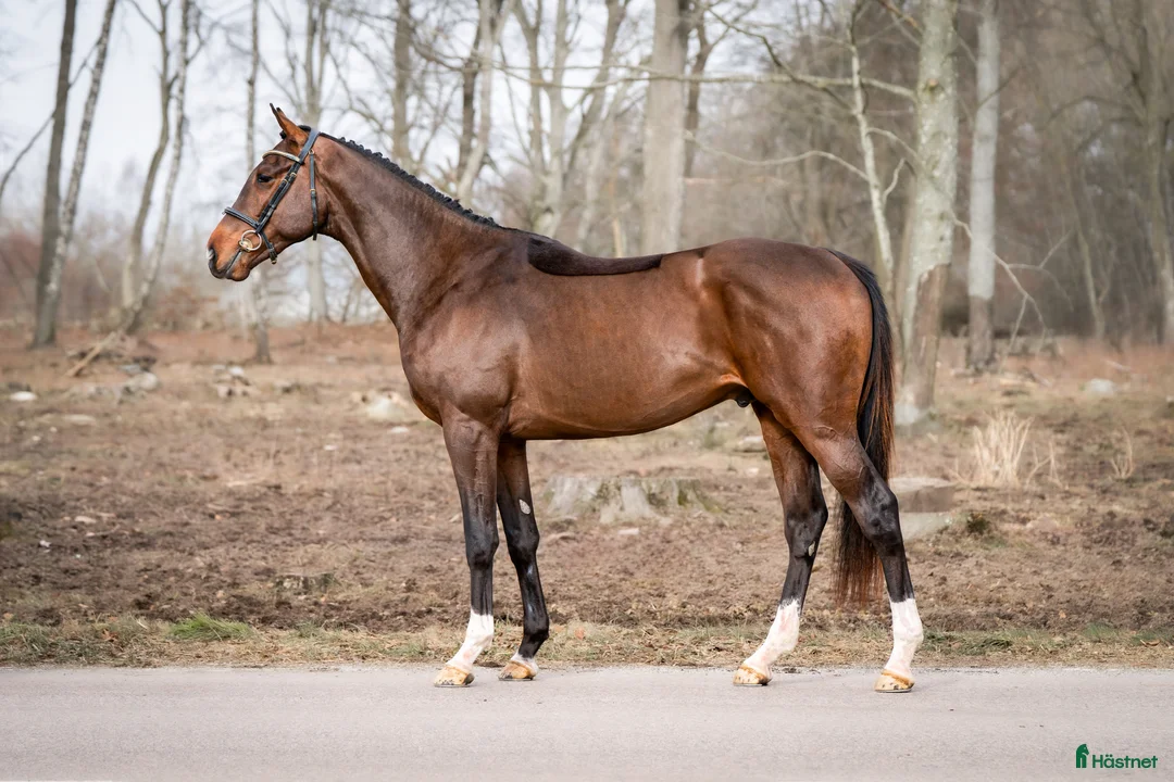  avel finnes: Fullblods hingst godkänd i SWB - Annons 3