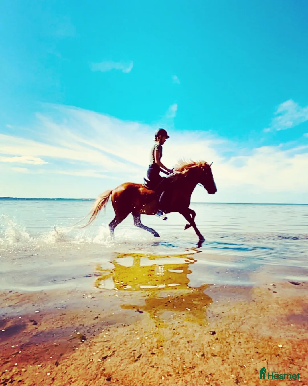  foderhäst finnes: Fodervärd sökes till Vidar 🐴 i Helsingborg - Annons 7