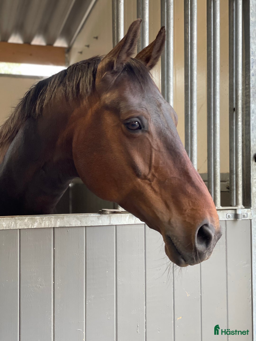 Allround hästar till salu: Underbart sto för den som söker en bästa vän i Ulricehamn - Annons 2