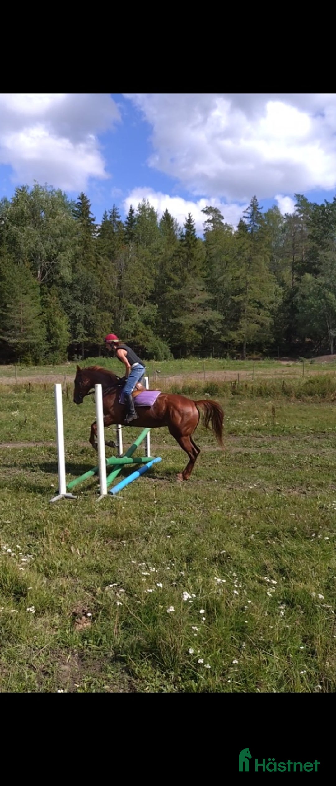 Allround hästar till salu: Trevligt sto redo att utvecklas vidare i Upplands Väsby - Annons 3