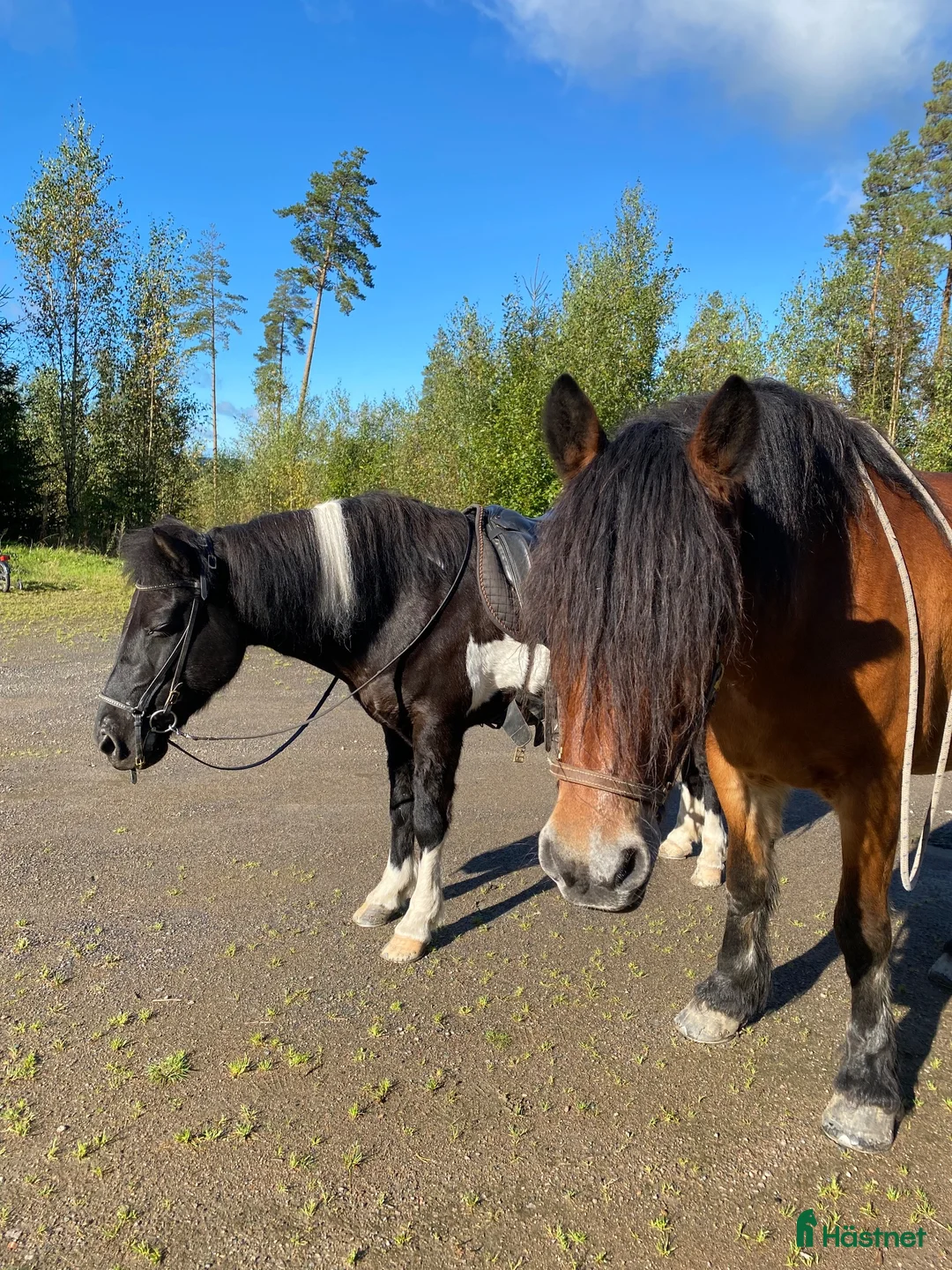 Allround hästar sökes: Nordsvensk och islandshäst utlånas på foder i Munkfors - Annons 2