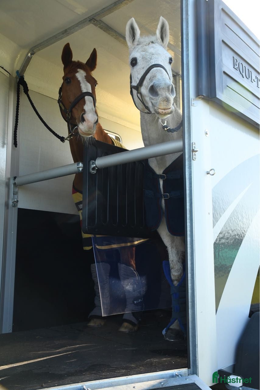 Hästtransporter  fordon & transport till salu: Equi Trek Apollo  i Kareby - Annons 21