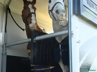 Hästtransporter fordon & transport till salu: Equi Trek Apollo i Kareby - Annons 4