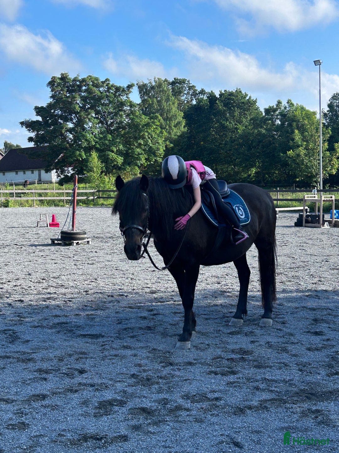 Sällskap hästar till salu: Vill du ge Yoga hennes sista hem i Varberg - Annons 3