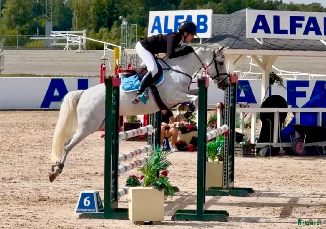  hästar Tävlings ponny för det högsta - Annons 9