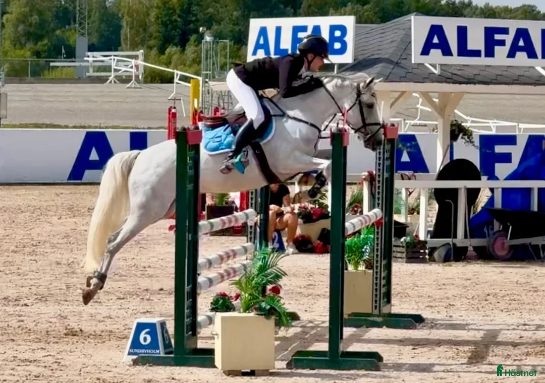 Hoppning hästar till salu: Tävlings ponny för det högsta - Annons 1