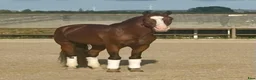 Working Equitation hästar till salu: Slående vacker lusitano för dressyr och WE - Annons 2