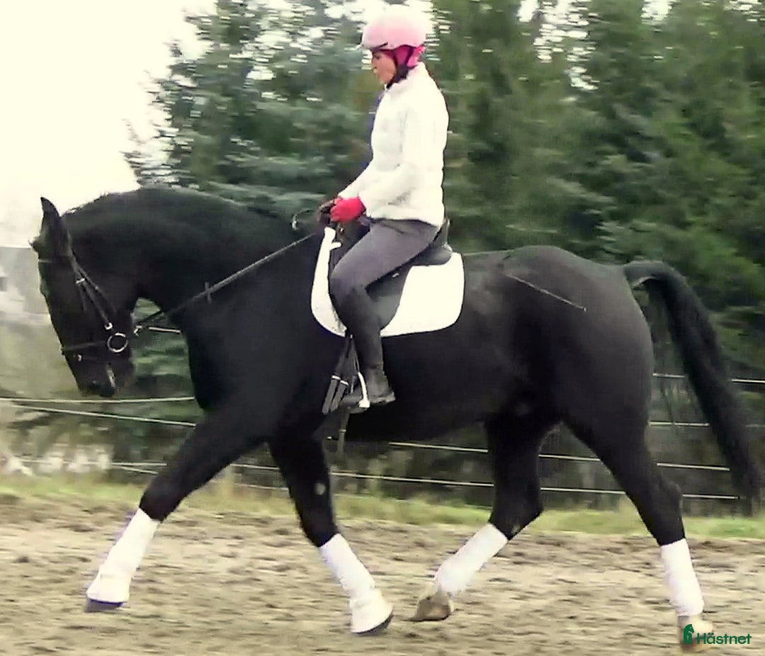Allround hästar till salu: Fantastic Silesian horse for Christmas time i Örsundsbro - Annons 9