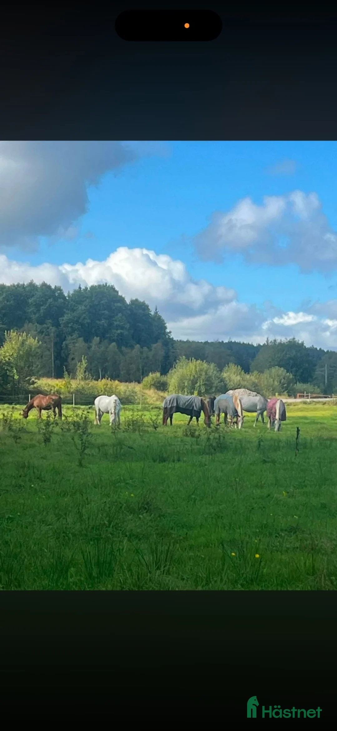  stallplats finnes: stallplats  - Annons 5