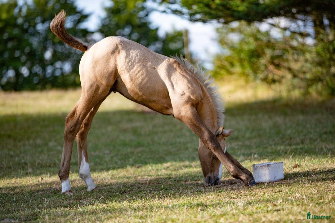 Hoppning hästar till salu: Topp ponny i storhäst format i Onslunda - Annons 5