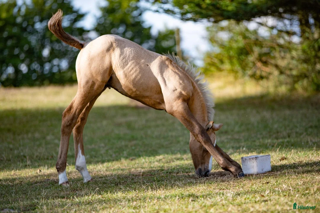 Hoppning hästar till salu: Topp ponny i storhäst format i Onslunda - Annons 5