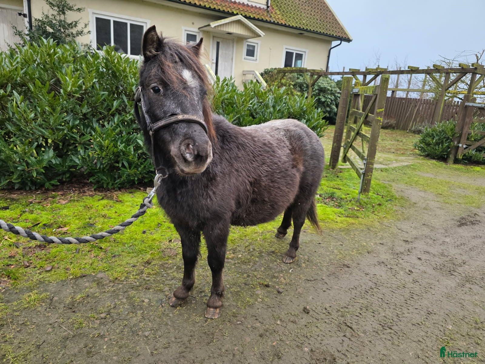  hästar Snäll ponny  3 år i Laholm - Annons 5