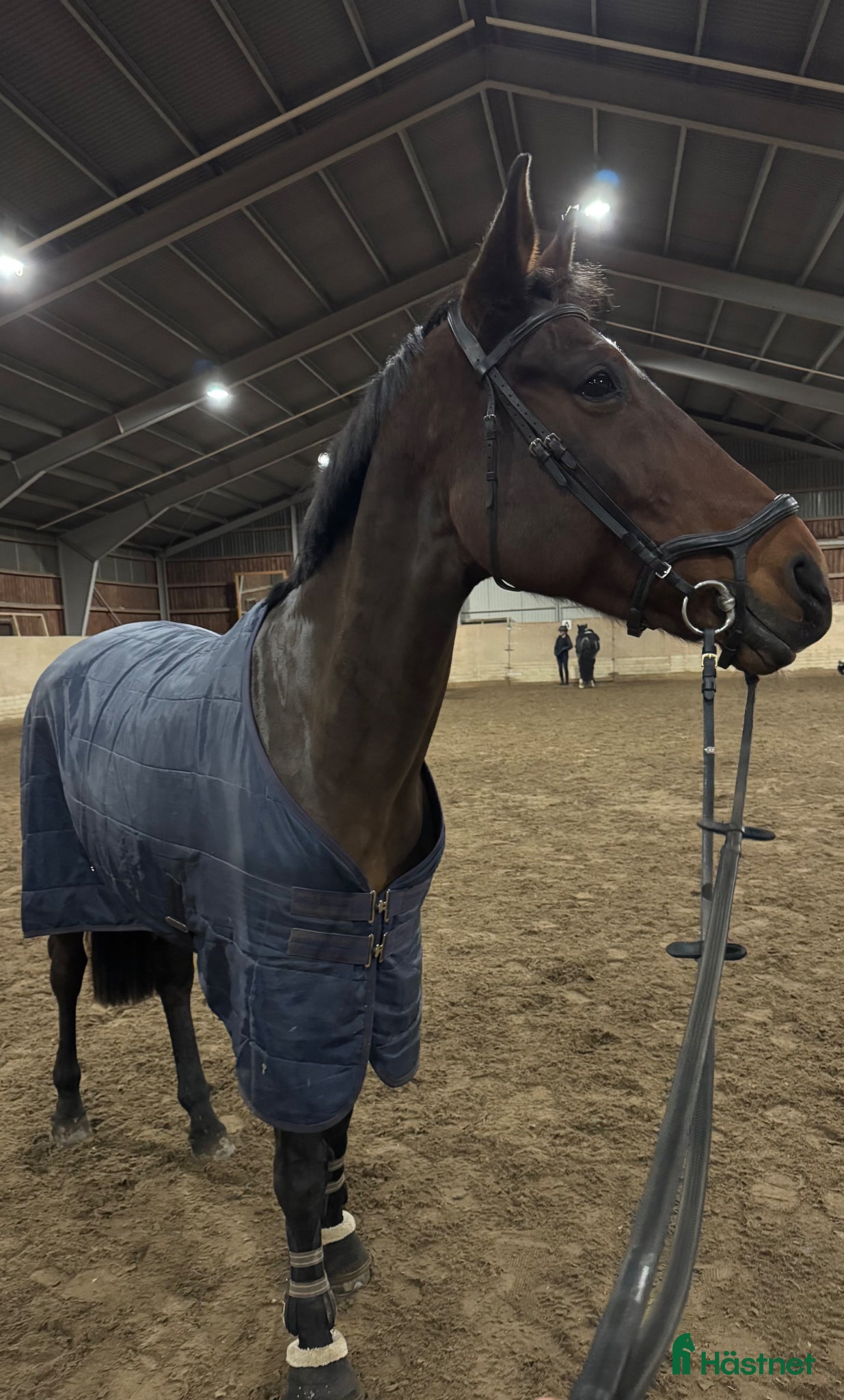  hästar Trevligt sto - Annons 2