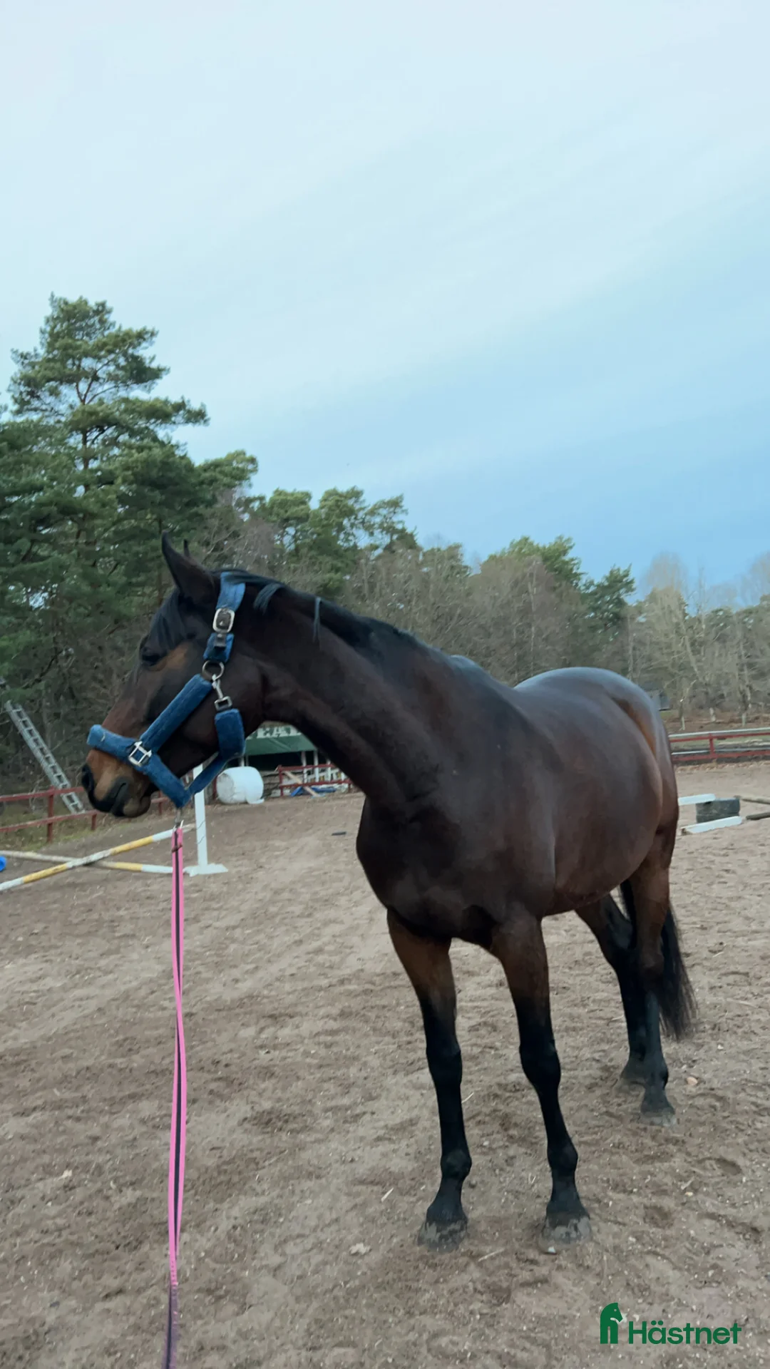 Hoppning hästar till salu: Swb sto - Annons 5