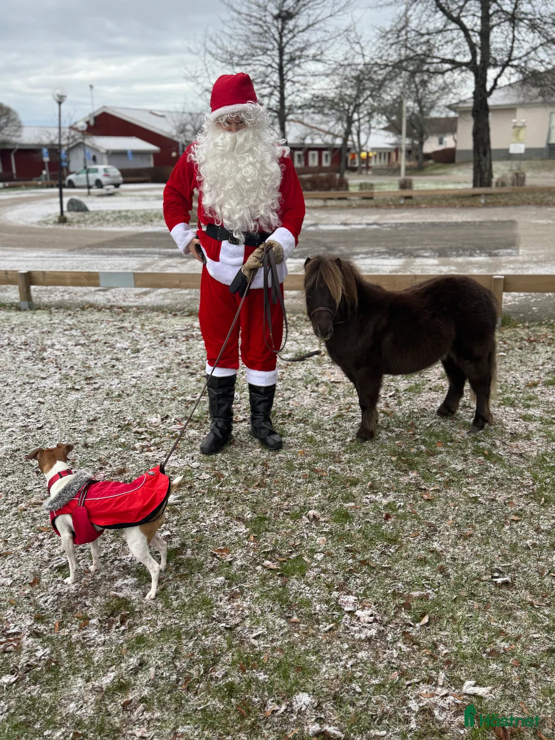 Övrigt hästar till salu: Två magiska AMHA 🦄 i Björklinge - Annons 8