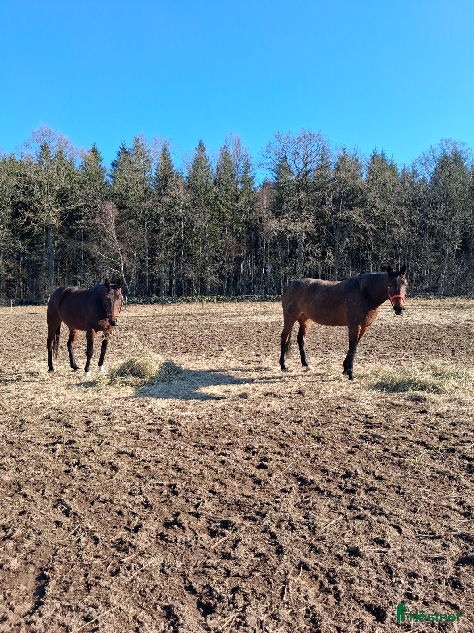  hästar Intressekoll! - Annons 1