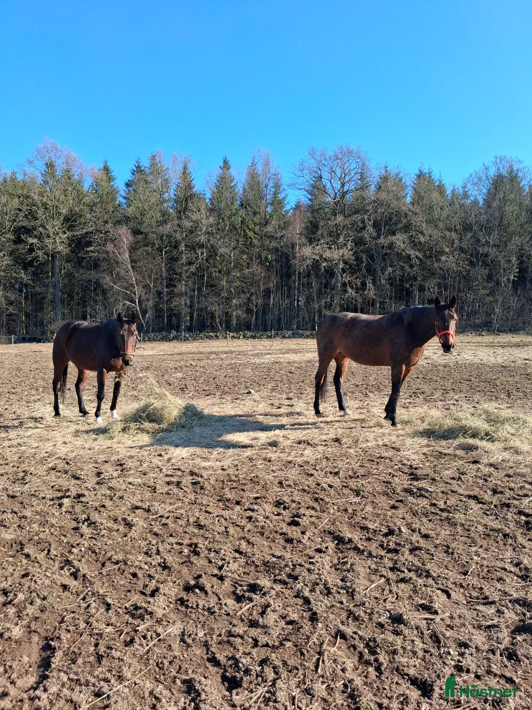 Sällskap hästar till salu: Intressekoll! Leasing/fodervärd - Annons 1