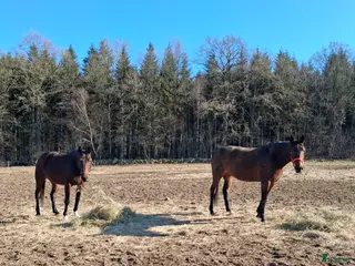 hästar Intressekoll! - Annons 1