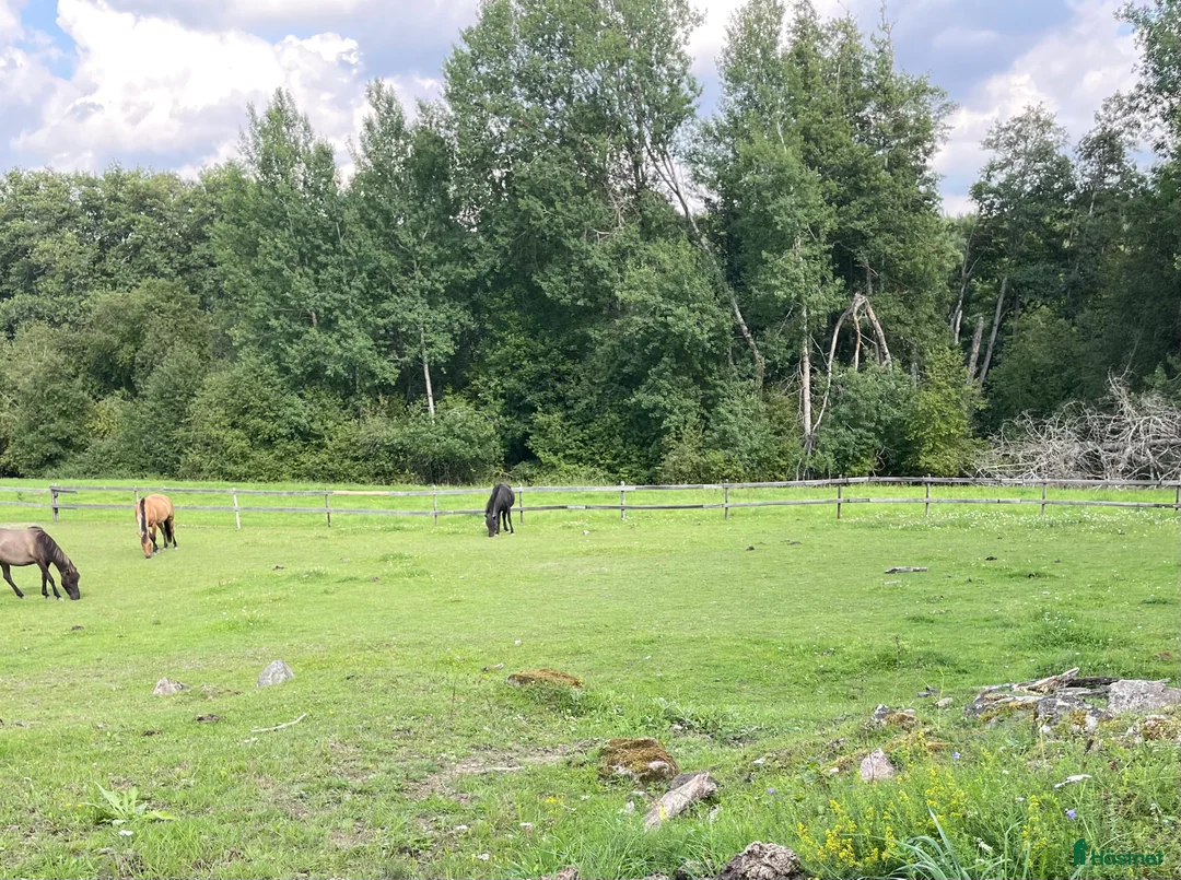  stallplats finnes: Ledig boxplats - Annons 6