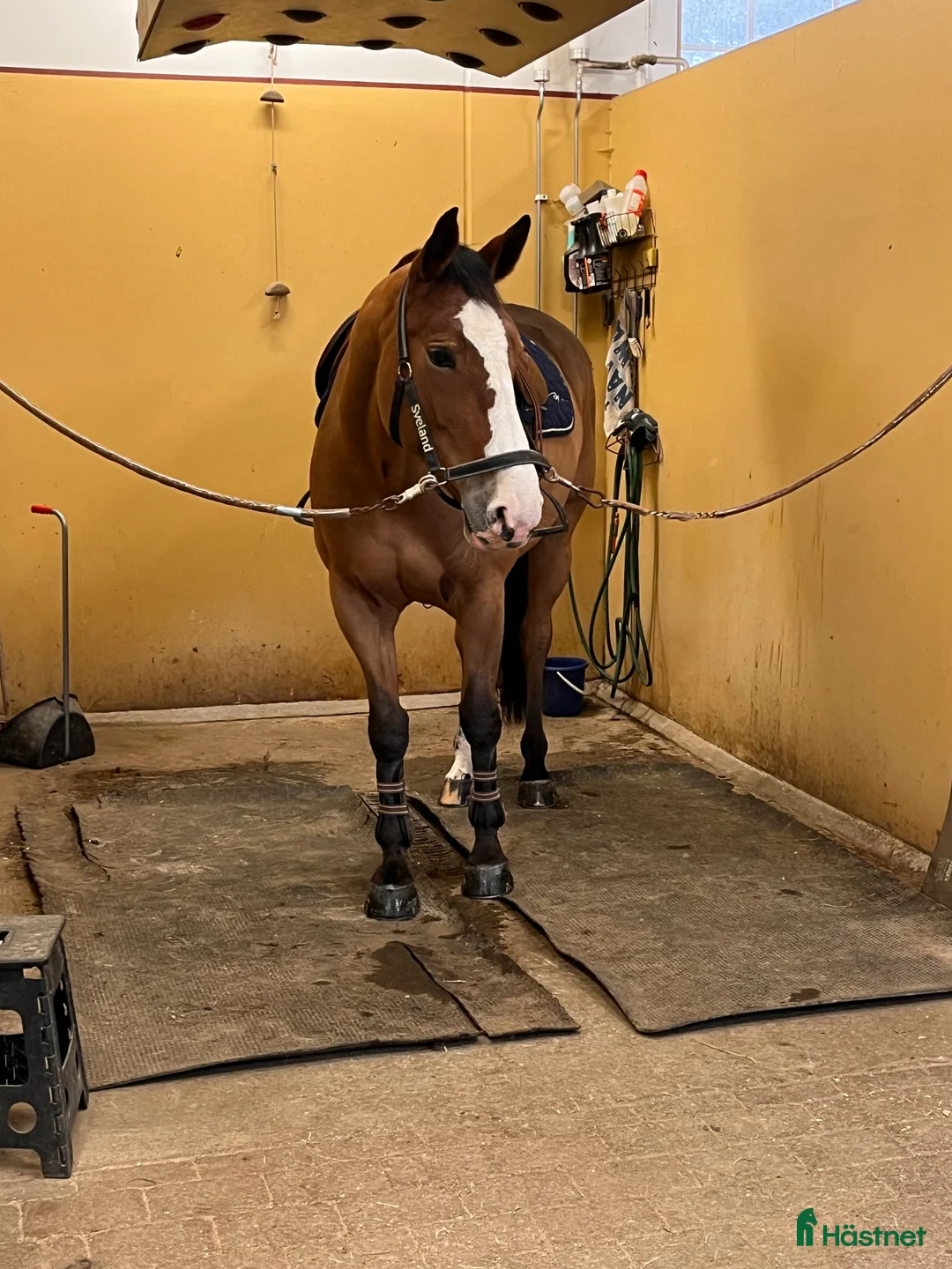 Hoppning hästar till salu: 6årigt sto med stort hopp! - Annons 2