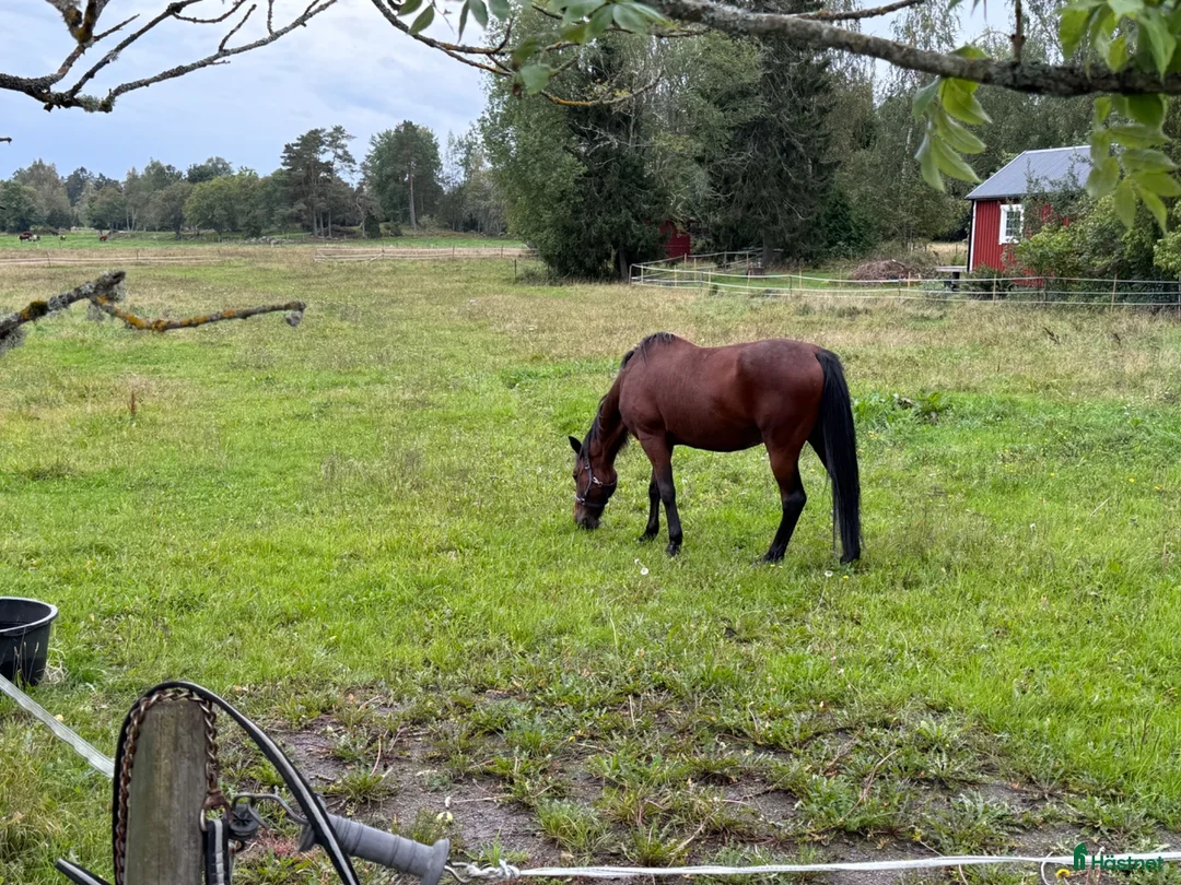  stallplats finnes: Sommarbete finns  - Annons 1