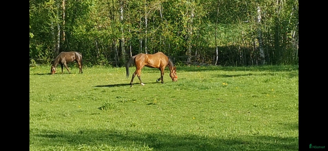 Sällskap hästar till salu: Snyggt Varmblod Sto i Matfors - Annons 4
