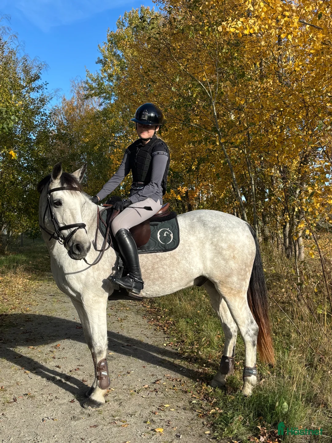 Allround hästar till salu: Fantastisk förstaponny och bästa vän - Annons 2