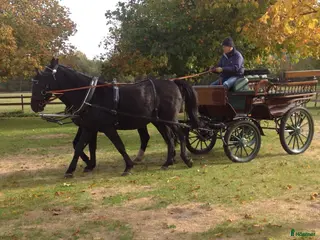 Körvagnar körning till salu: Wagonette Coyaltix i princip nyskick - Annons 1